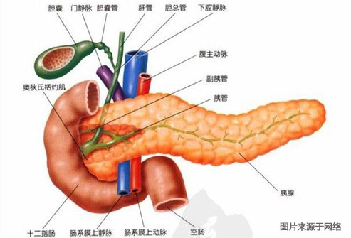 你的身体是怎样消化食物的