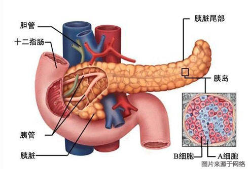 你的身体是怎样消化食物的