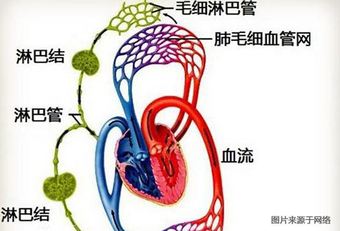 你的身体是怎样消化食物的